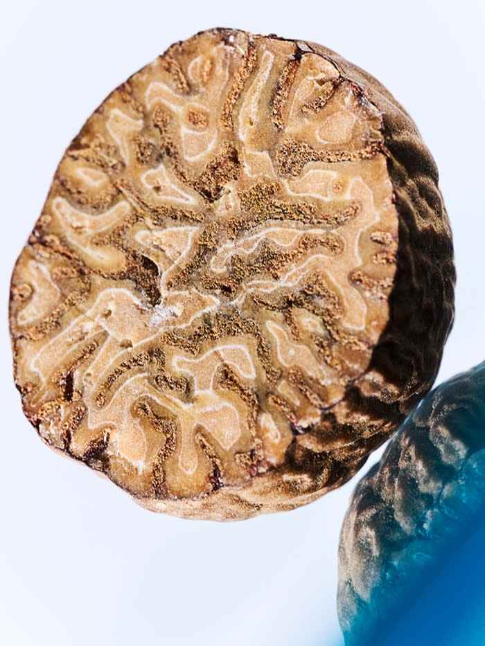 Una vista lateral de un núcleo de nuez moscada