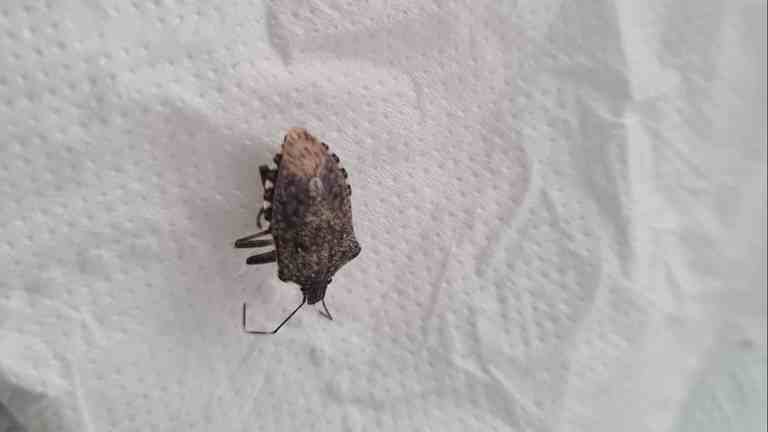 Un insecto escudo marmóreo marrón (foto: Remco Appeljan).