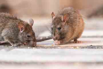 Soy un experto en ratas: he aquí por qué las 'súper ratas' gigantes se están apoderando de nuestros hogares