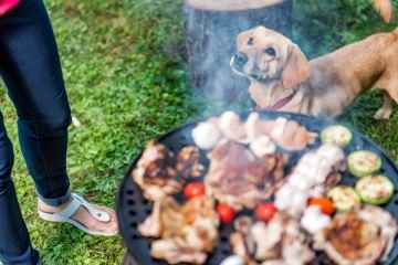 Advertencia urgente a los dueños de perros sobre los principales peligros del verano para sus mascotas