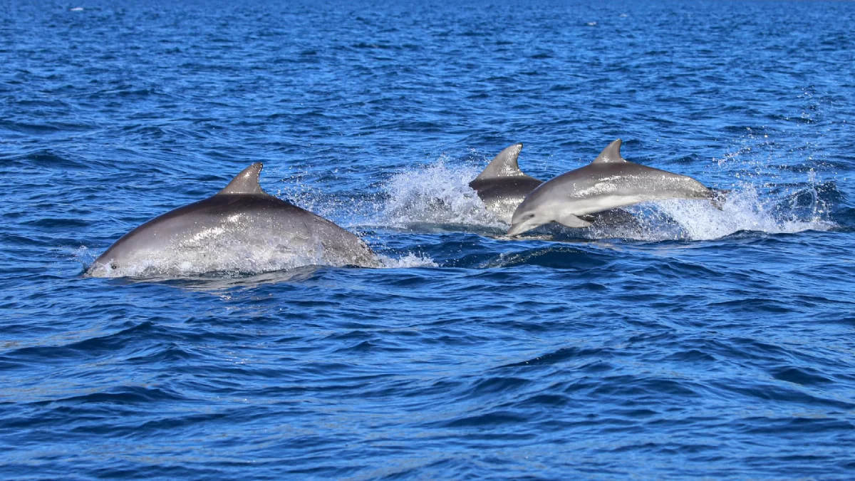 Delfines nadan a pocos metros del barco frente a Portofino, ante el asombro de los pasajeros