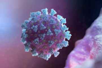 Un nouveau virus de type Covid découvert dans une chauve-souris - faisant craindre qu'il puisse infecter les humains