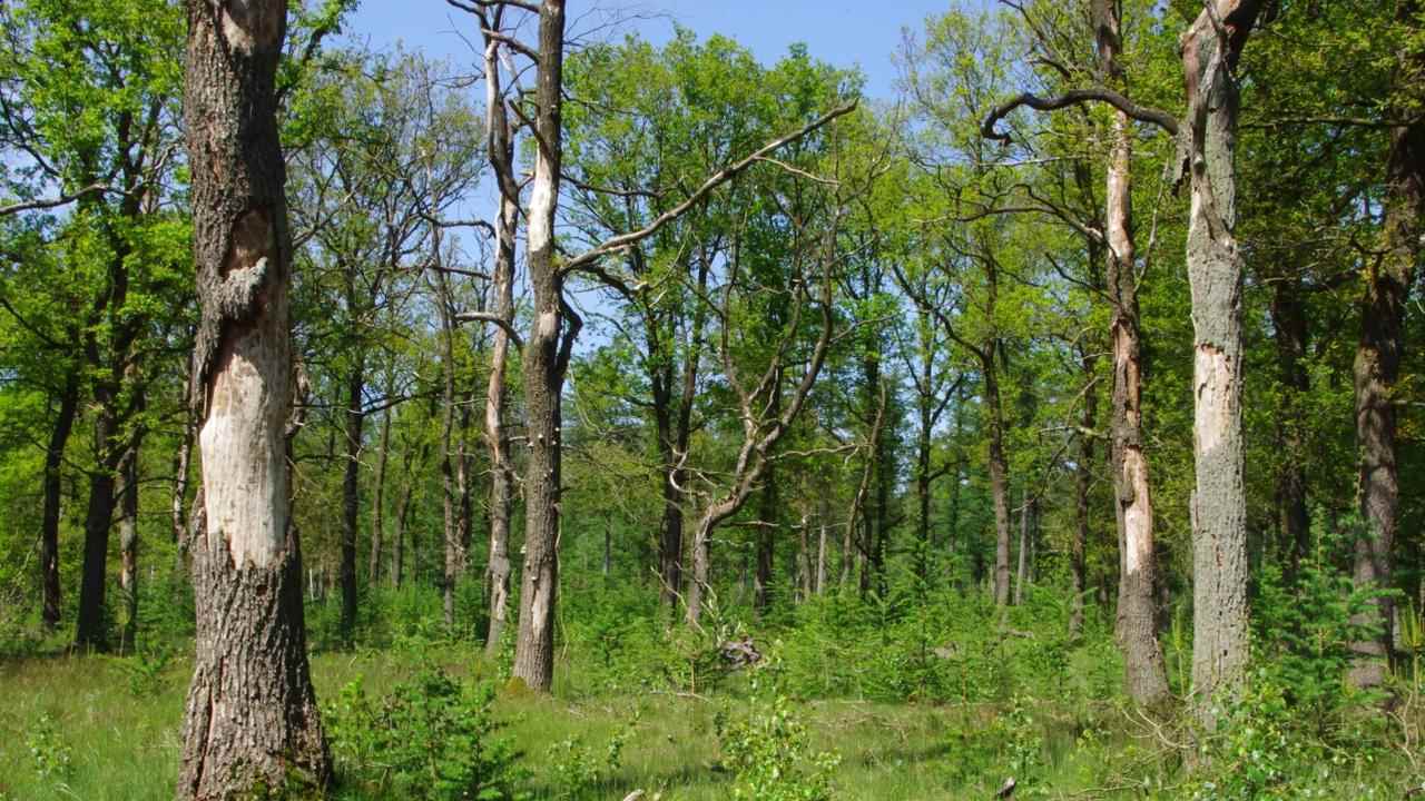 Pour les forêts de chênes des parties sèches de la Veluwe, la réduction de l'azote arrive trop tard.  Ils sont gravement affectés par l'acidification.