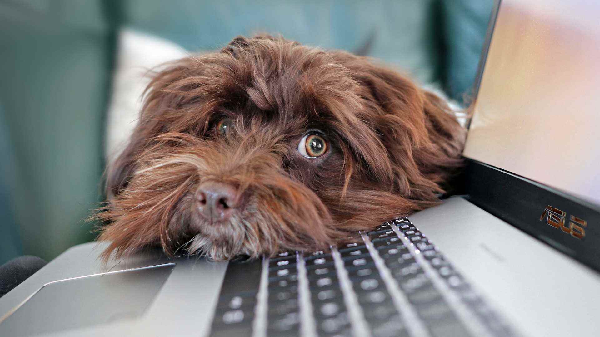 klavyede oturan bir köpek