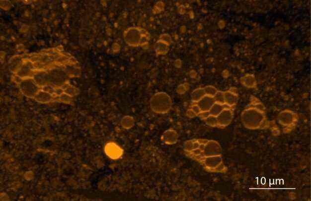 Eski Dünya yüzeylerinde ve Mars'tan alınan bir örnekte ilkel hücrelerin otonom oluşumu gözlemlendi.