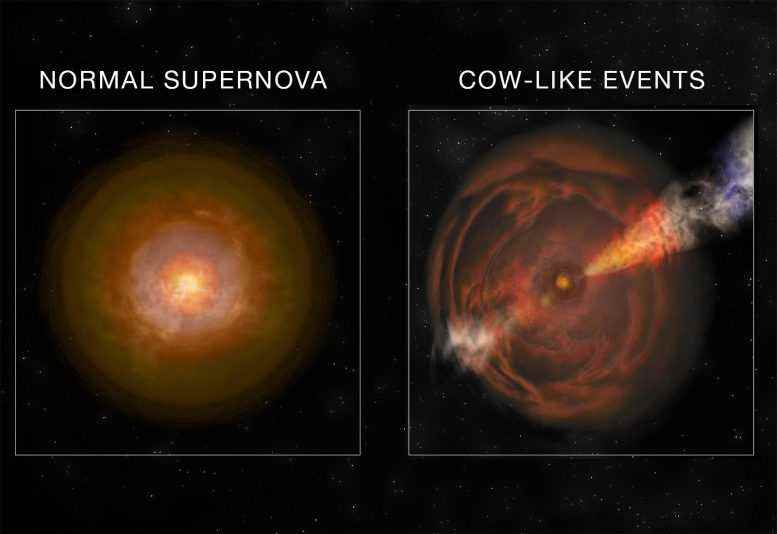 Süpernova Gibi İnek