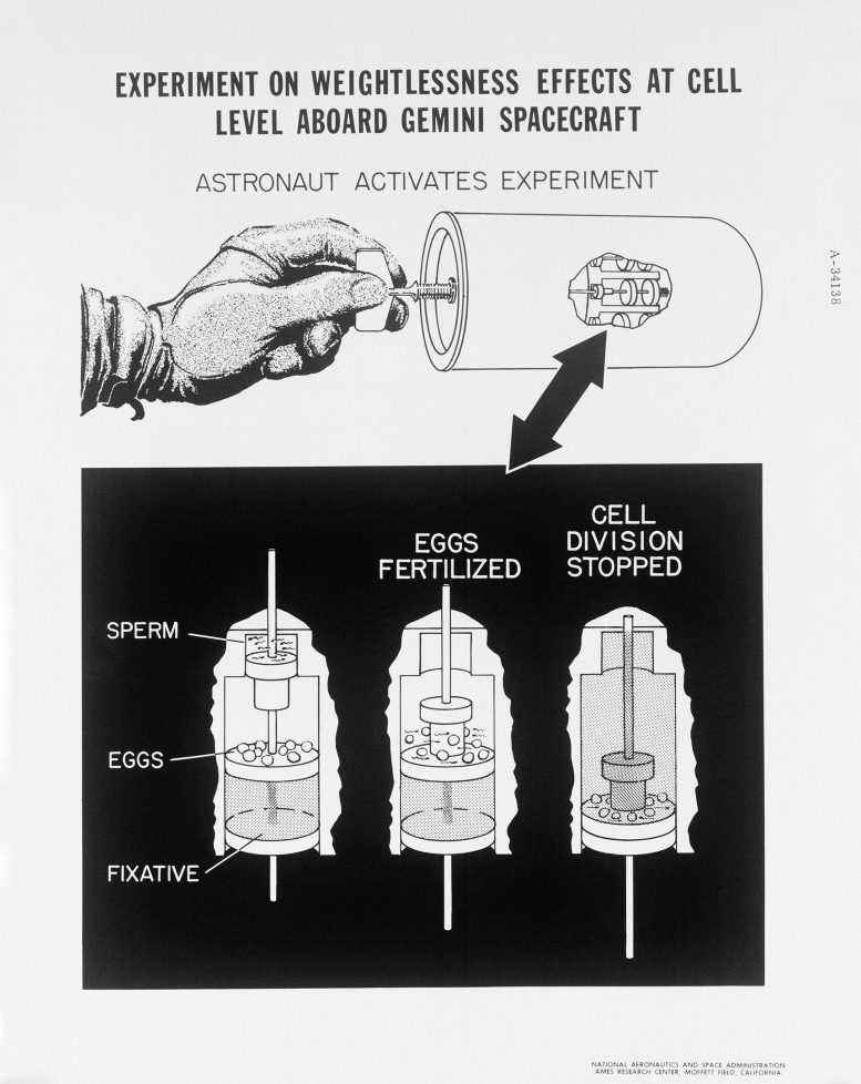 Gemini III Deniz Kestanesi Hücre Bölünmesi Deneyi