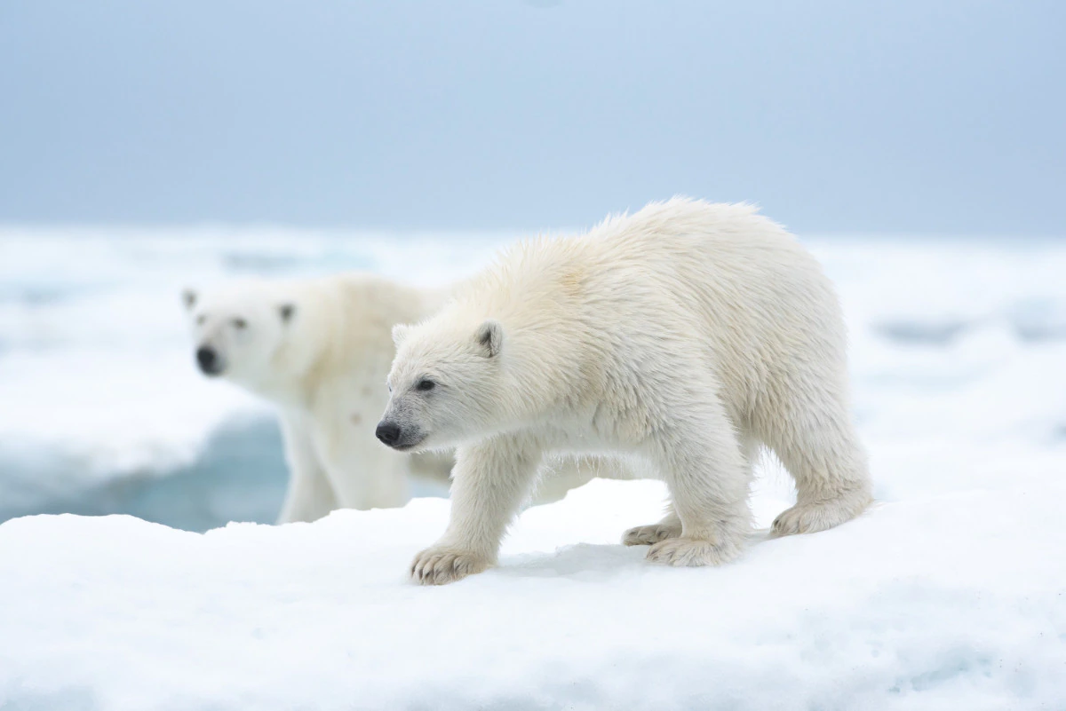 kutup ayısı disney artı kutup ayısı