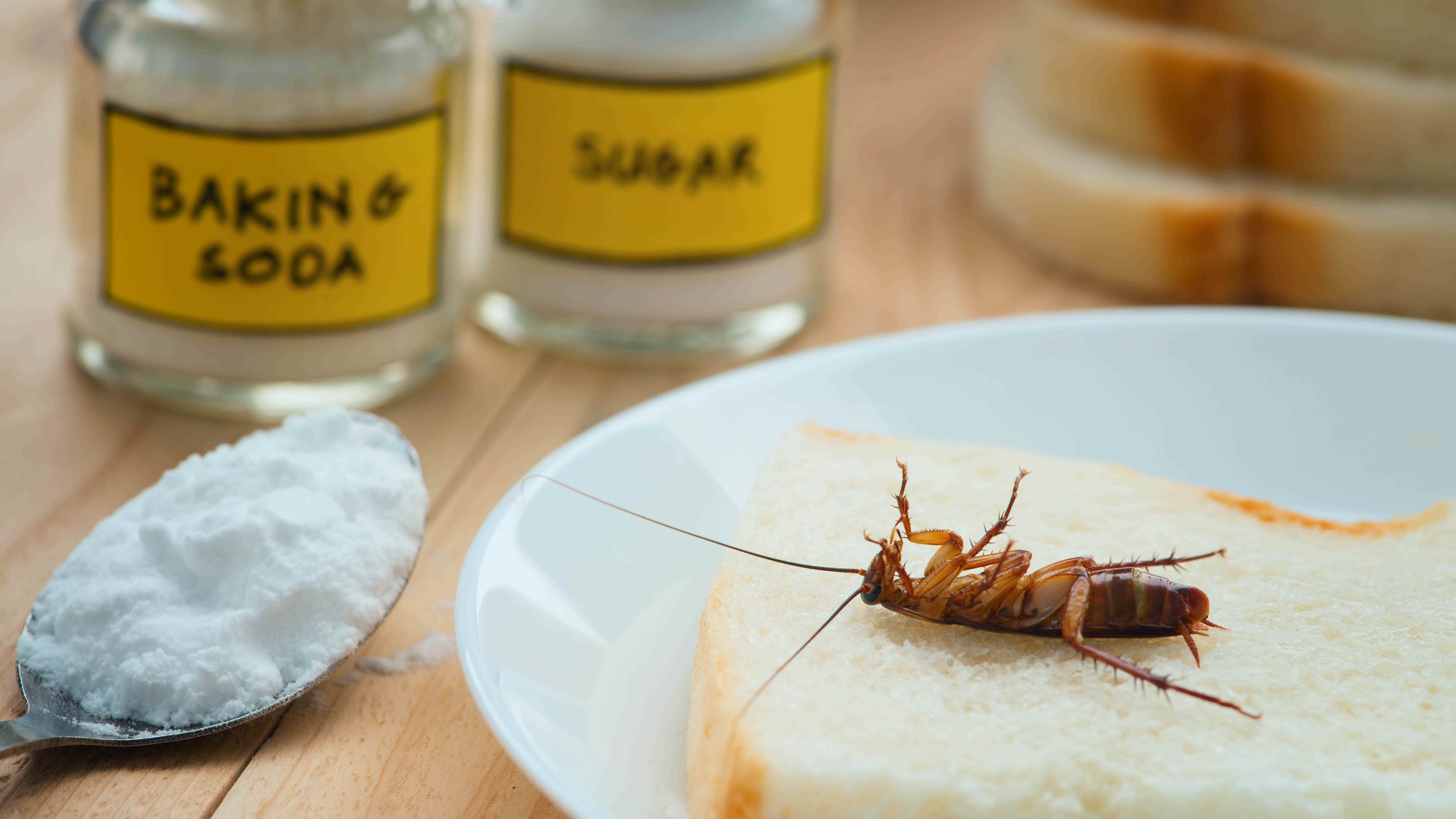 Kabartma tozu içtikten sonra bir dilim ekmek üzerinde ölen bir hamamböceği