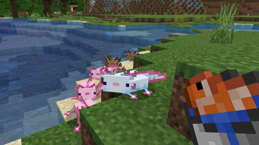 Bir grup Minecraft Axolotl, tropikal bir balık unu vaadi ile cezbedildi.