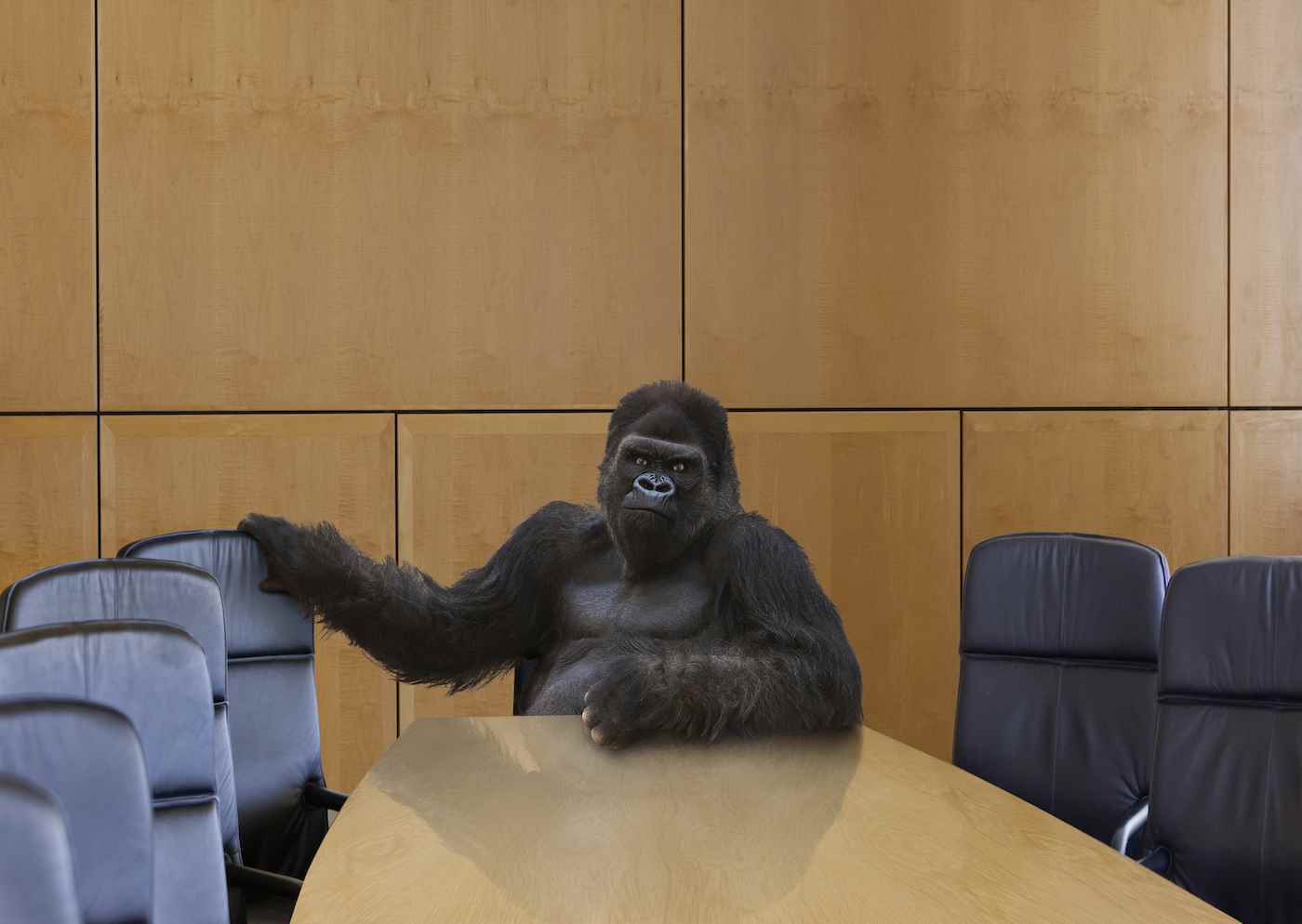 Tehditkar bir goril, toplantı odası masasının başında oturur ve izleyiciyi yanına oturması için çağırır.