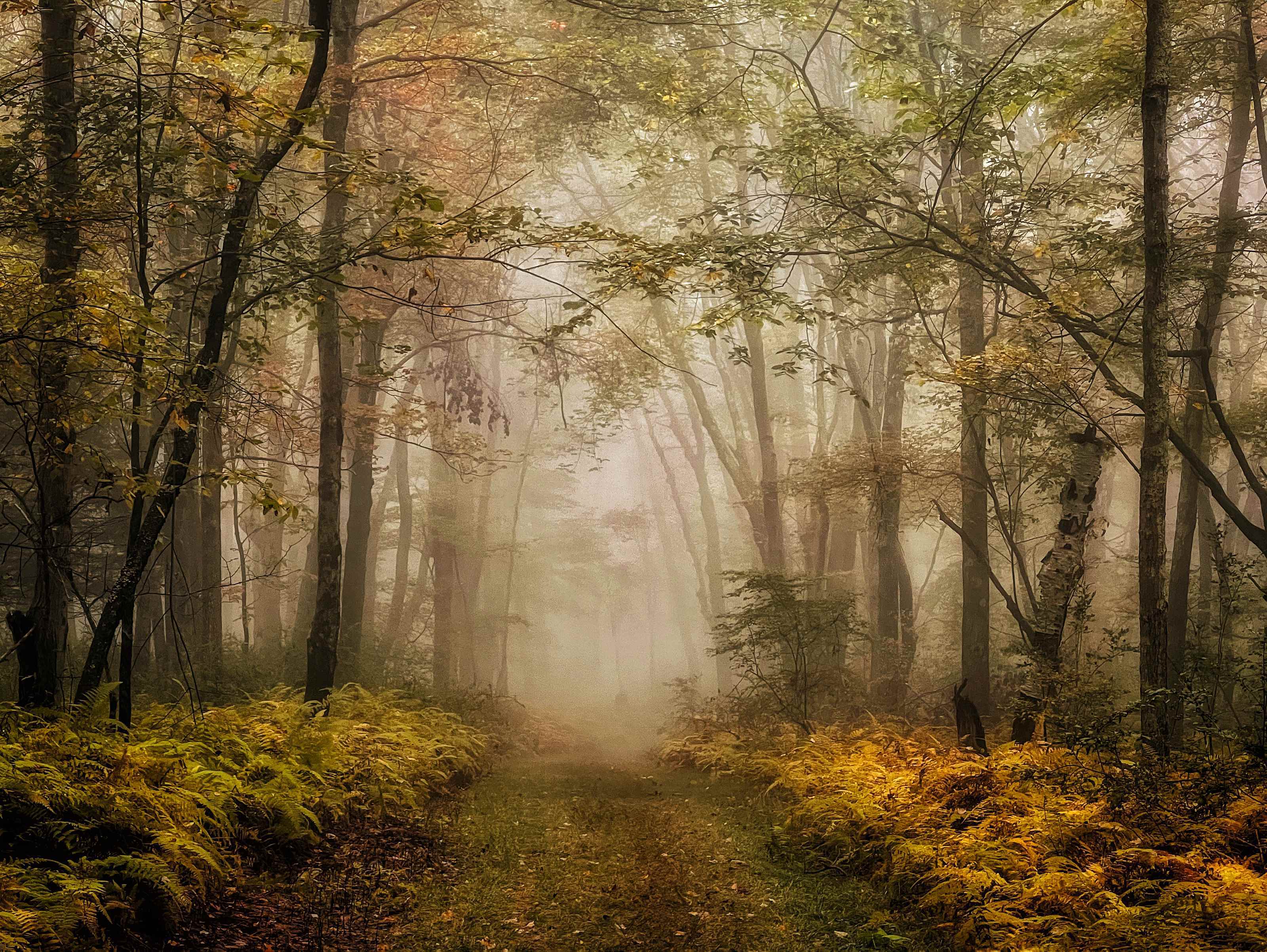 Sisli bir ormanın içinden geçen bir yol
