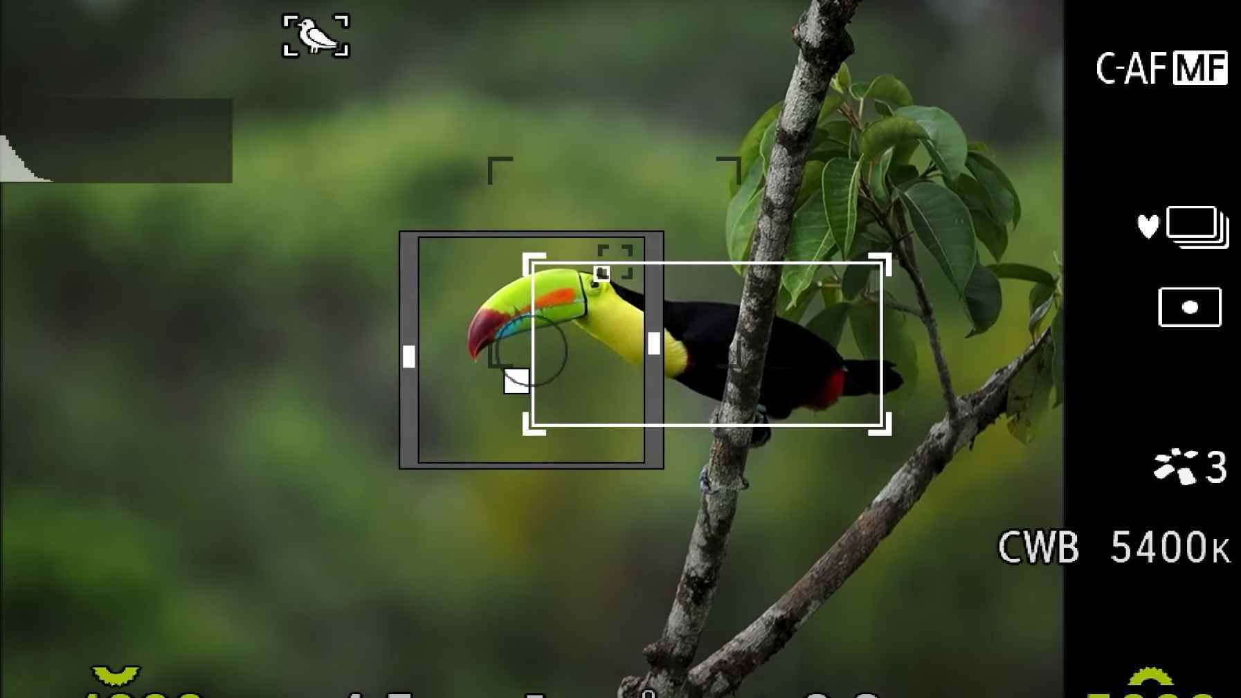 Ağaçlarda bir kuş gösteren bir kamera vizörü