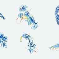 3D modellenmiş protein yapıları.