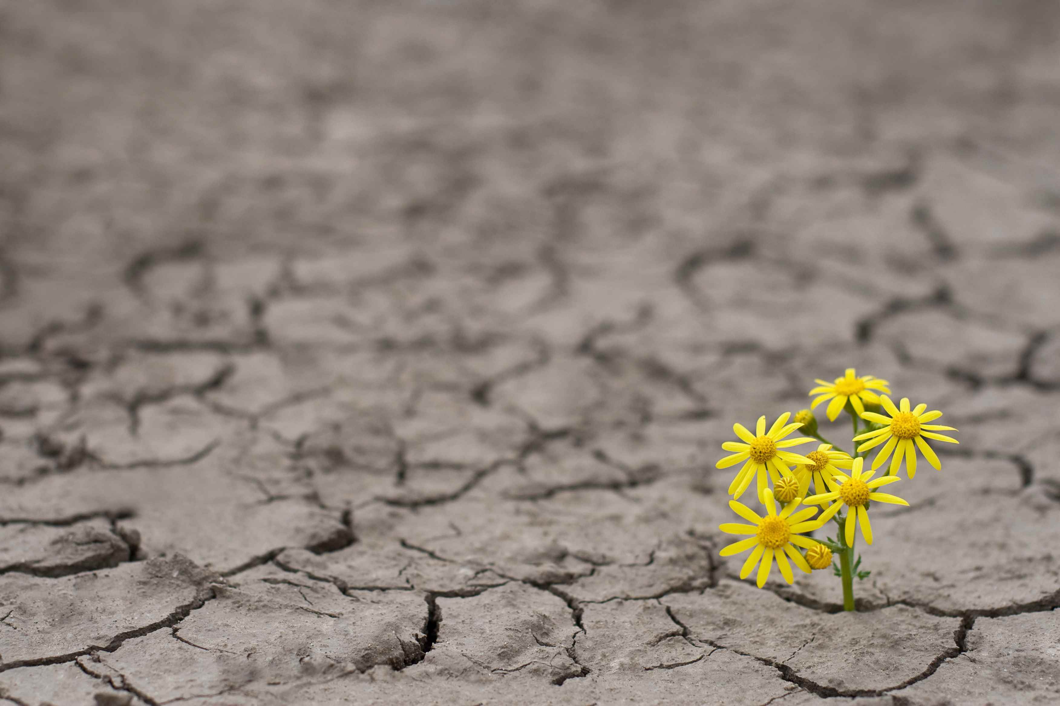 Kurutulmuş kırık toprakta büyüyen yalnız sarı bir çiçeğin yatay yan görünümü;  yeşil girişimlerin gerilemesi için bağış toplama