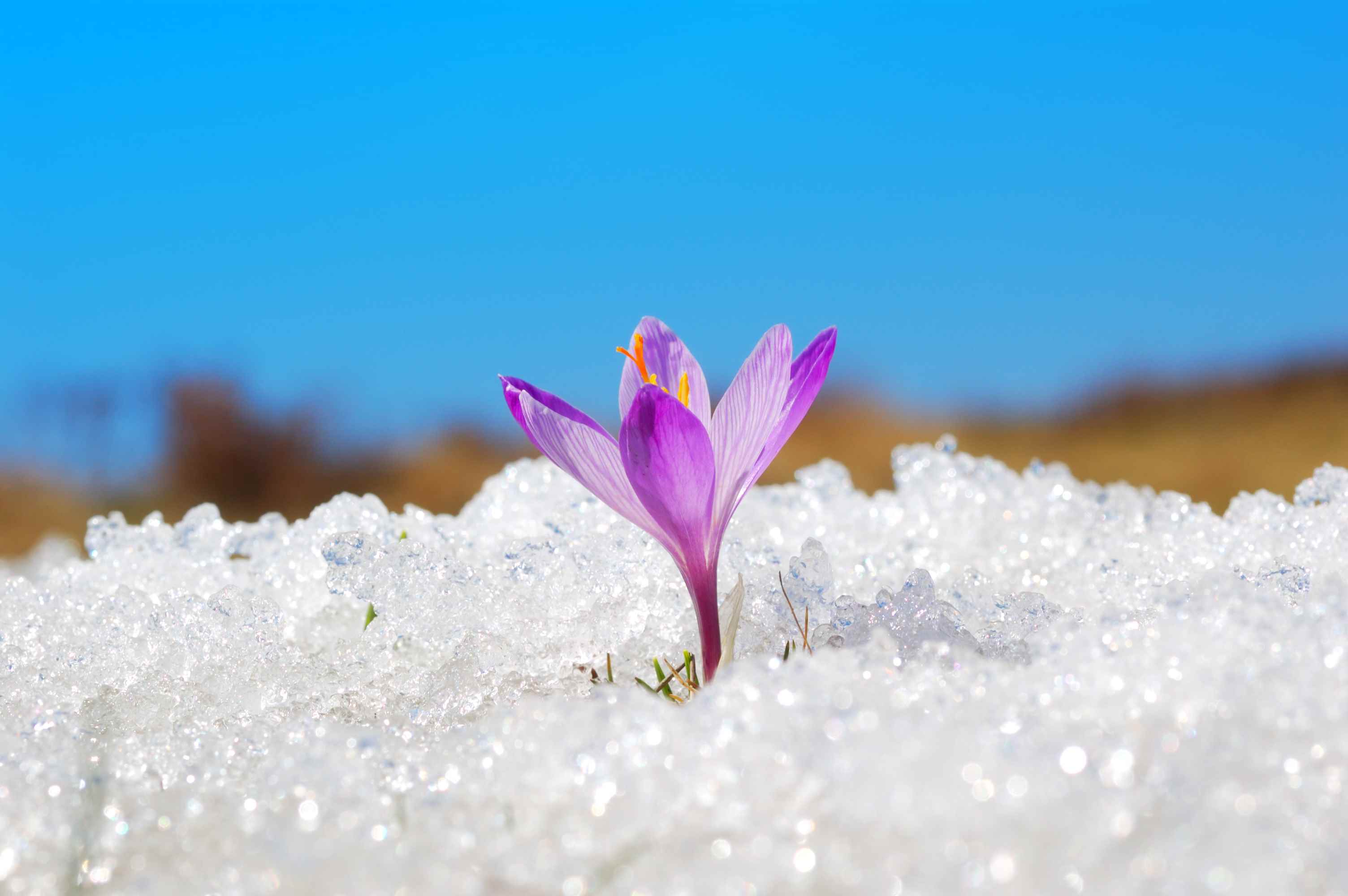 karda açan mor çiçek;  kripto kışı