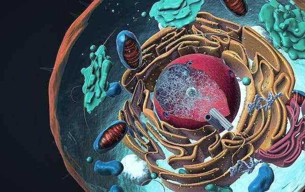 Uzayda hamilelik: sıfır yerçekiminde kök hücrelerin incelenmesi güvenli olup olmadığını belirleyebilir