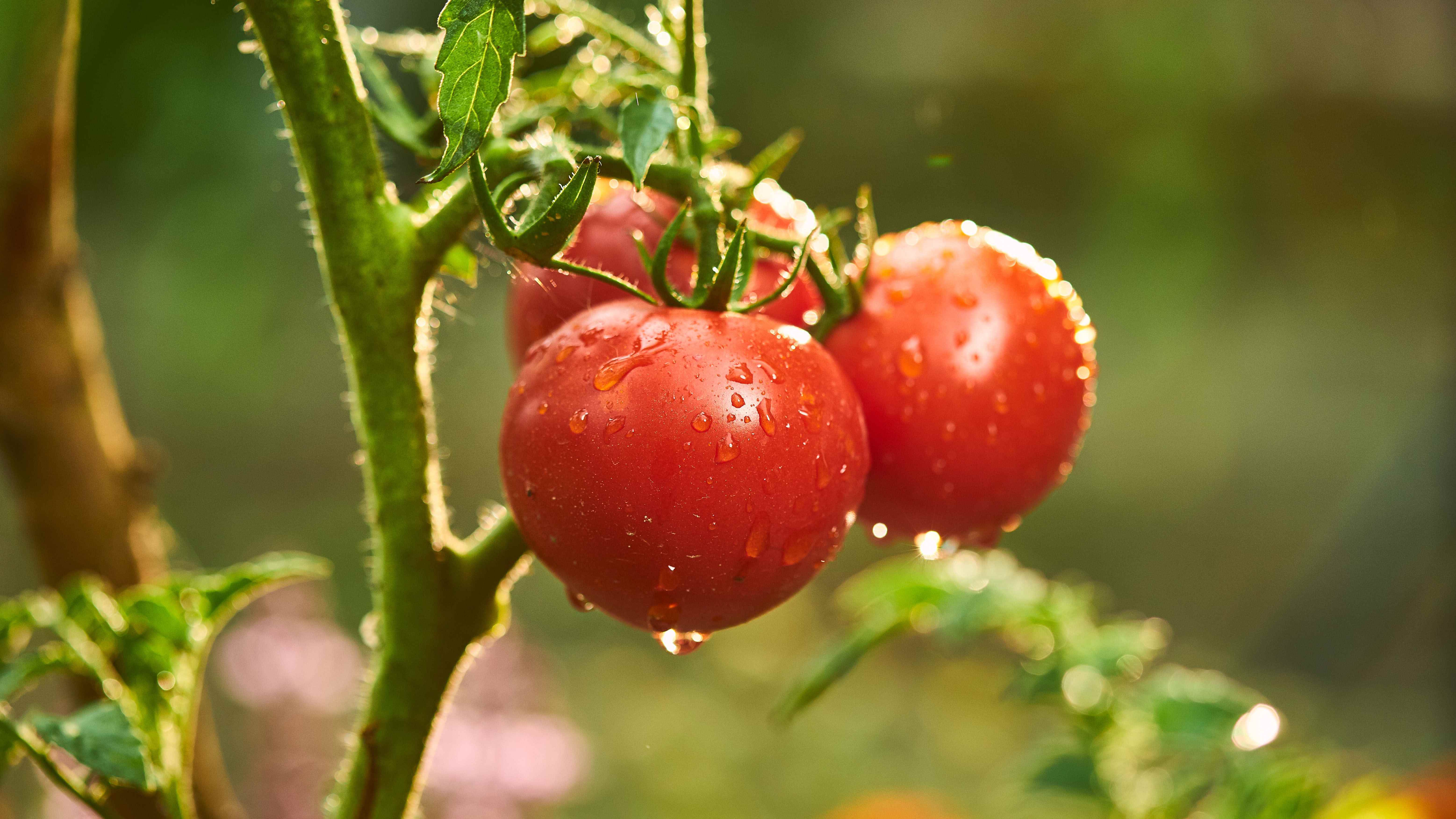 Nemle kaplı üç olgun domates gösteren bir domates bitkisi