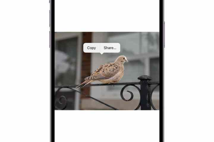 Konuyu kopyalamak veya paylaşmak için bağlam menüsüyle bir kuş fotoğrafını gösteren iPhone.