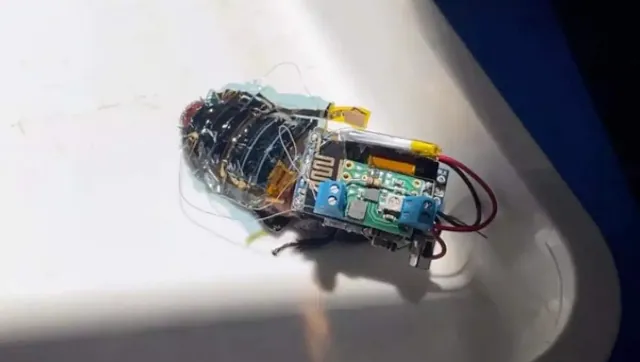 Japon araştırmacılar, çok tuhaf bir nedenden dolayı siborg hamamböceği geliştiriyor