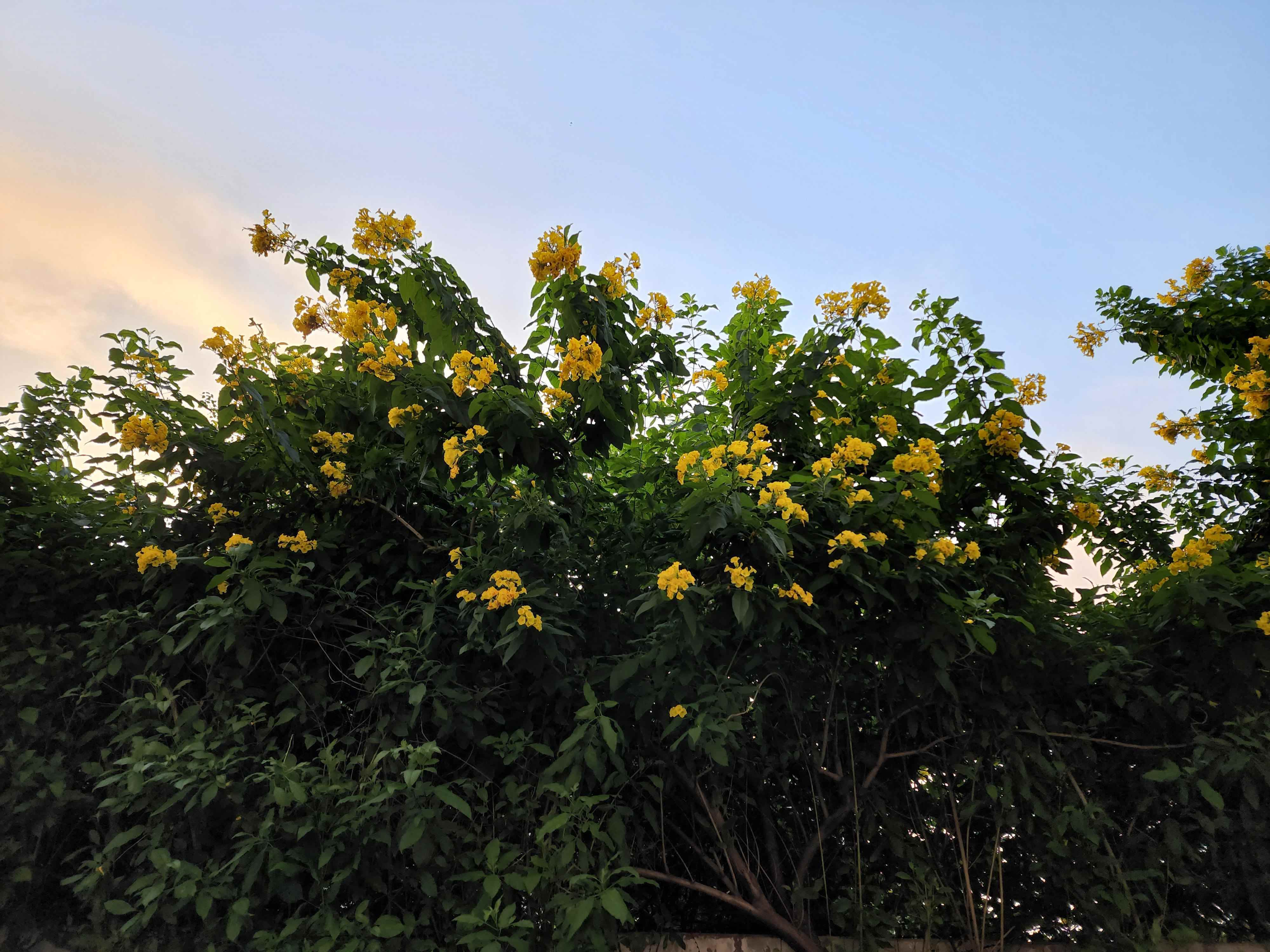 Gün batımında sarı çiçekler.