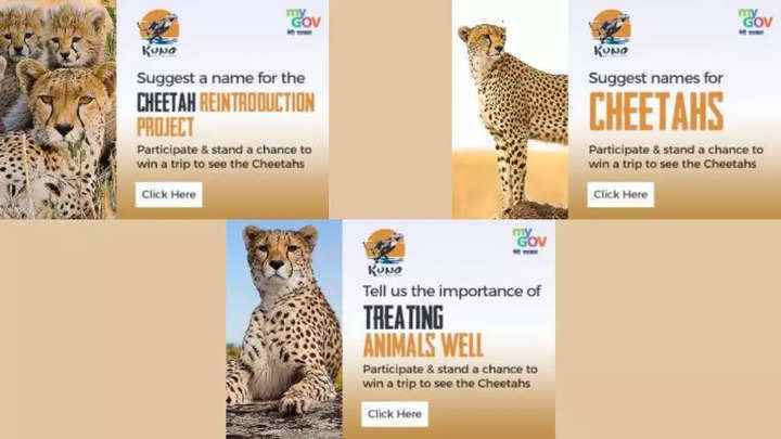Cheetah Reintroduction Project: Çevrimiçi olarak farklı etkinliklere nasıl başvurulur