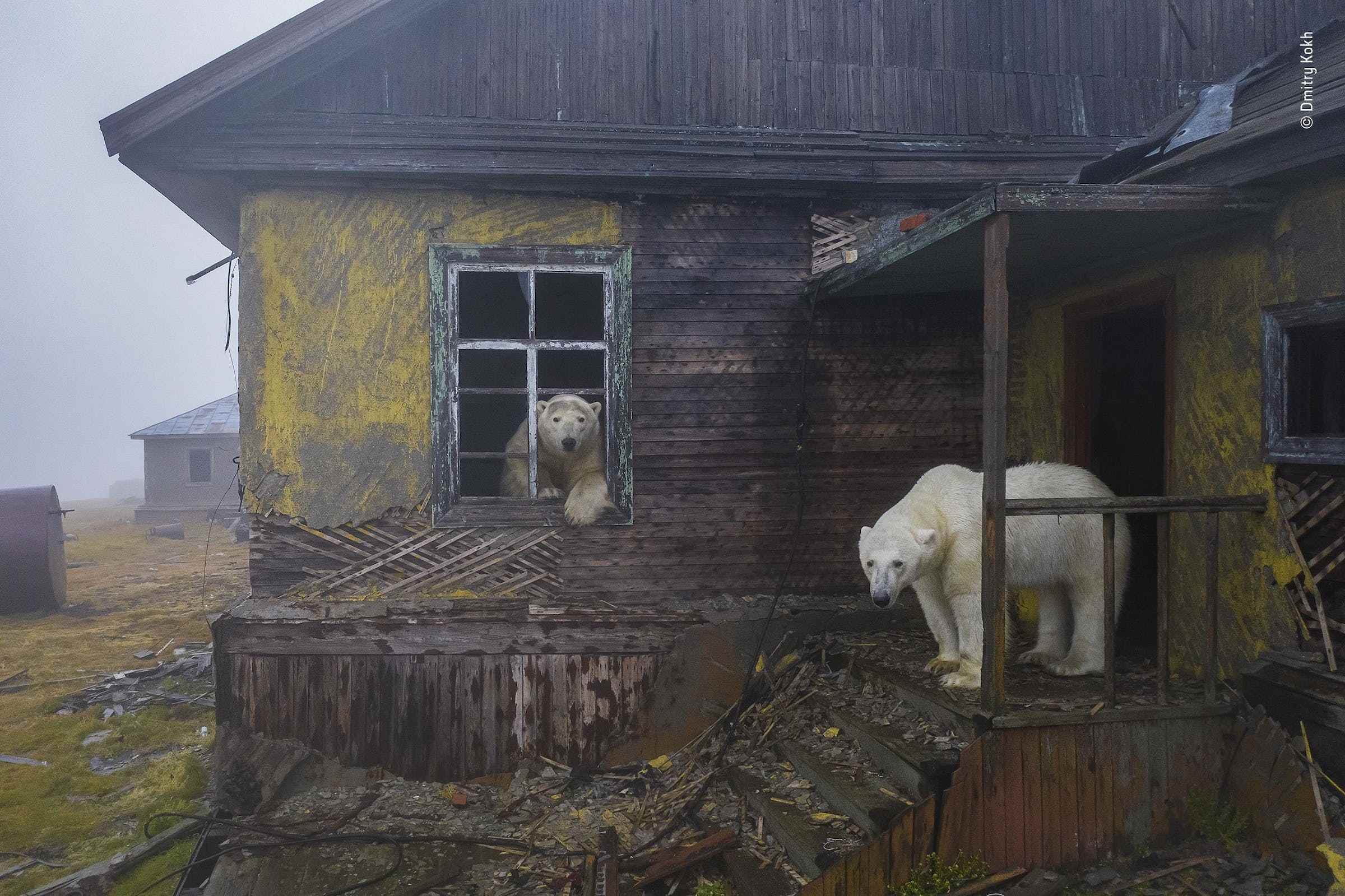 Sisle kaplanmış bir evde iki kutup ayısı.  Biri ön verandada duruyor, diğeri ise pencerenin dışına bakıyor.