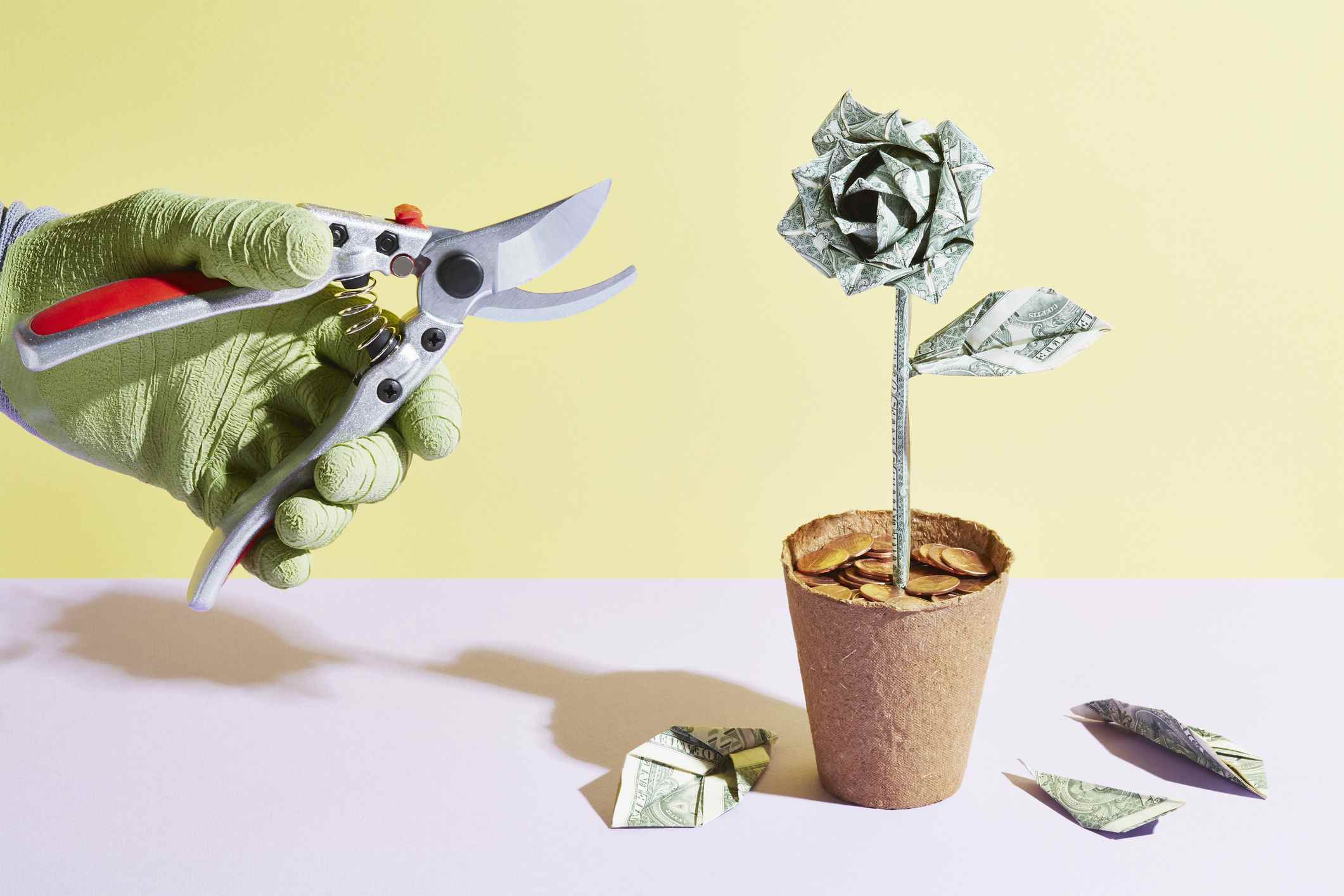 Bir origami dolar çiçeği budanır