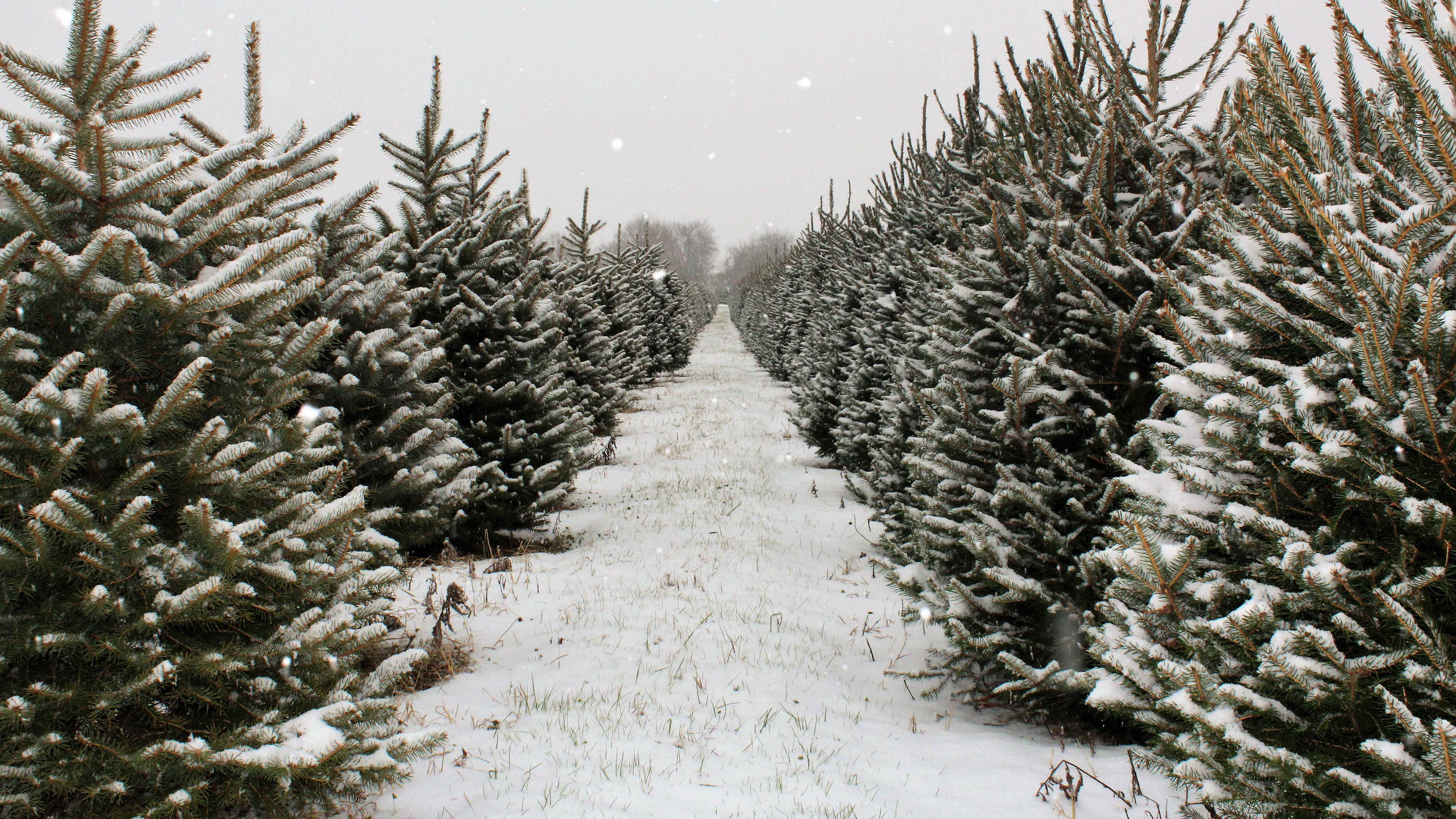 Noel ağacı çiftliği