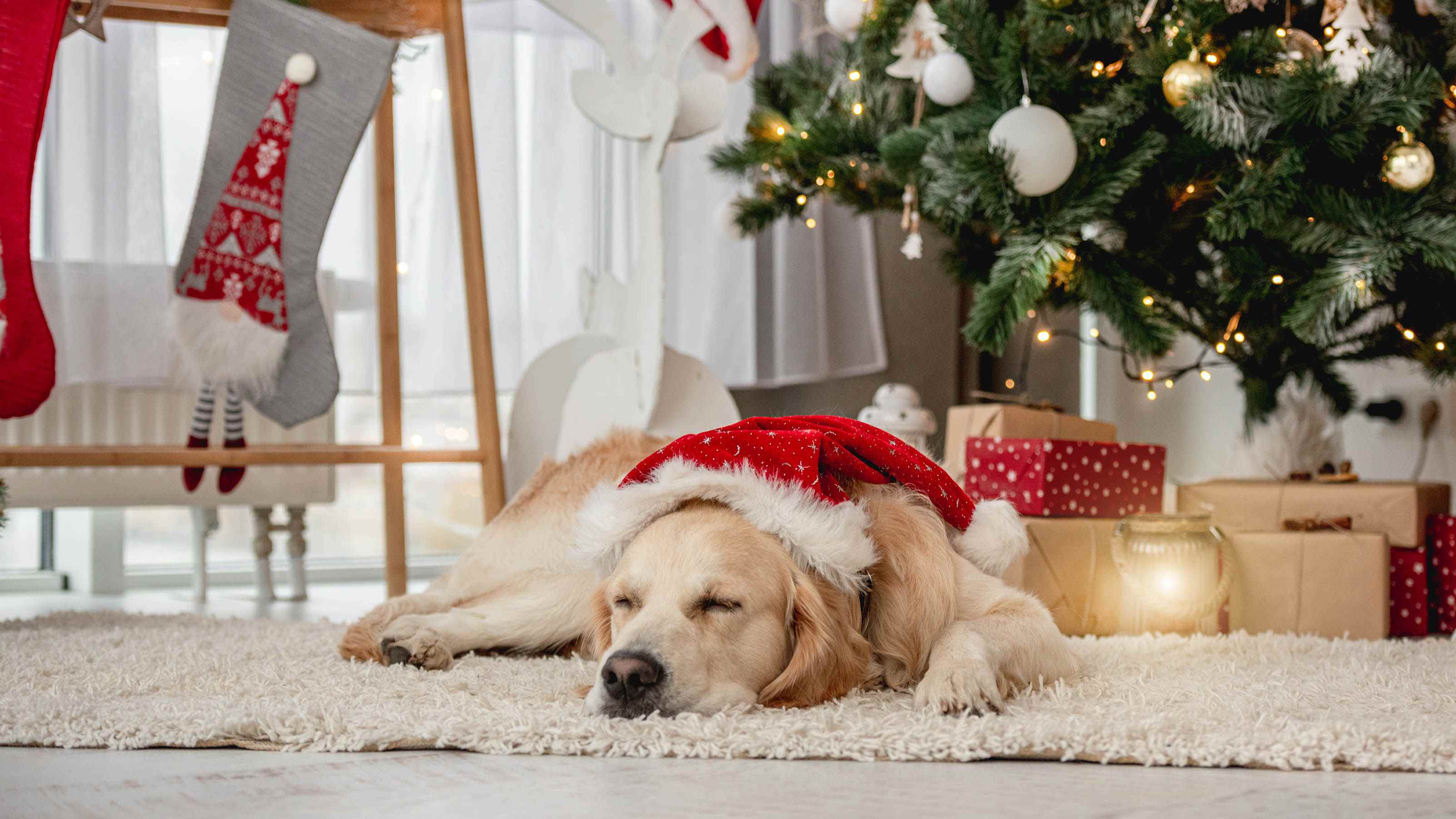 Noel ağacının önünde Noel Baba şapkası takarak uyuyan bir Golden Retriever