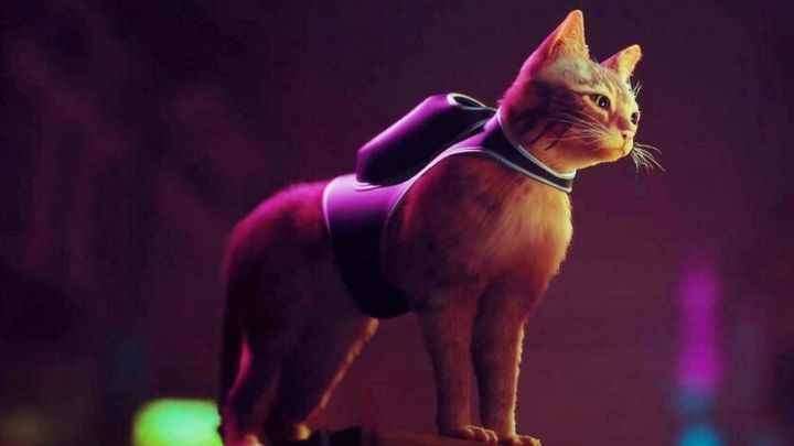 Neon ışıklı bir şehrin önünde duran başıboş kedi kahramanı.