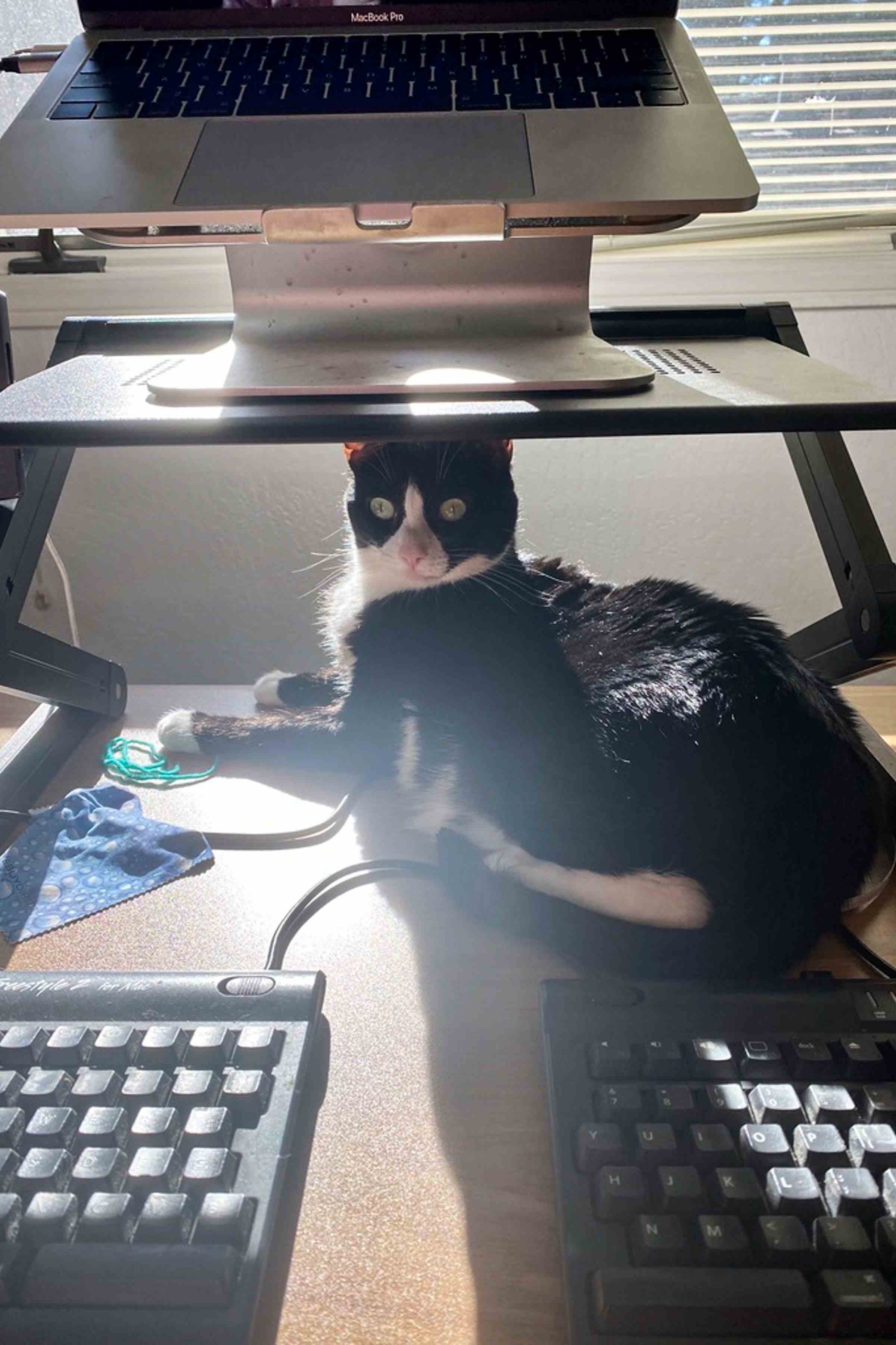 Dizüstü bilgisayar standının altındaki masanın üzerinde yatan siyah beyaz bir kedi.