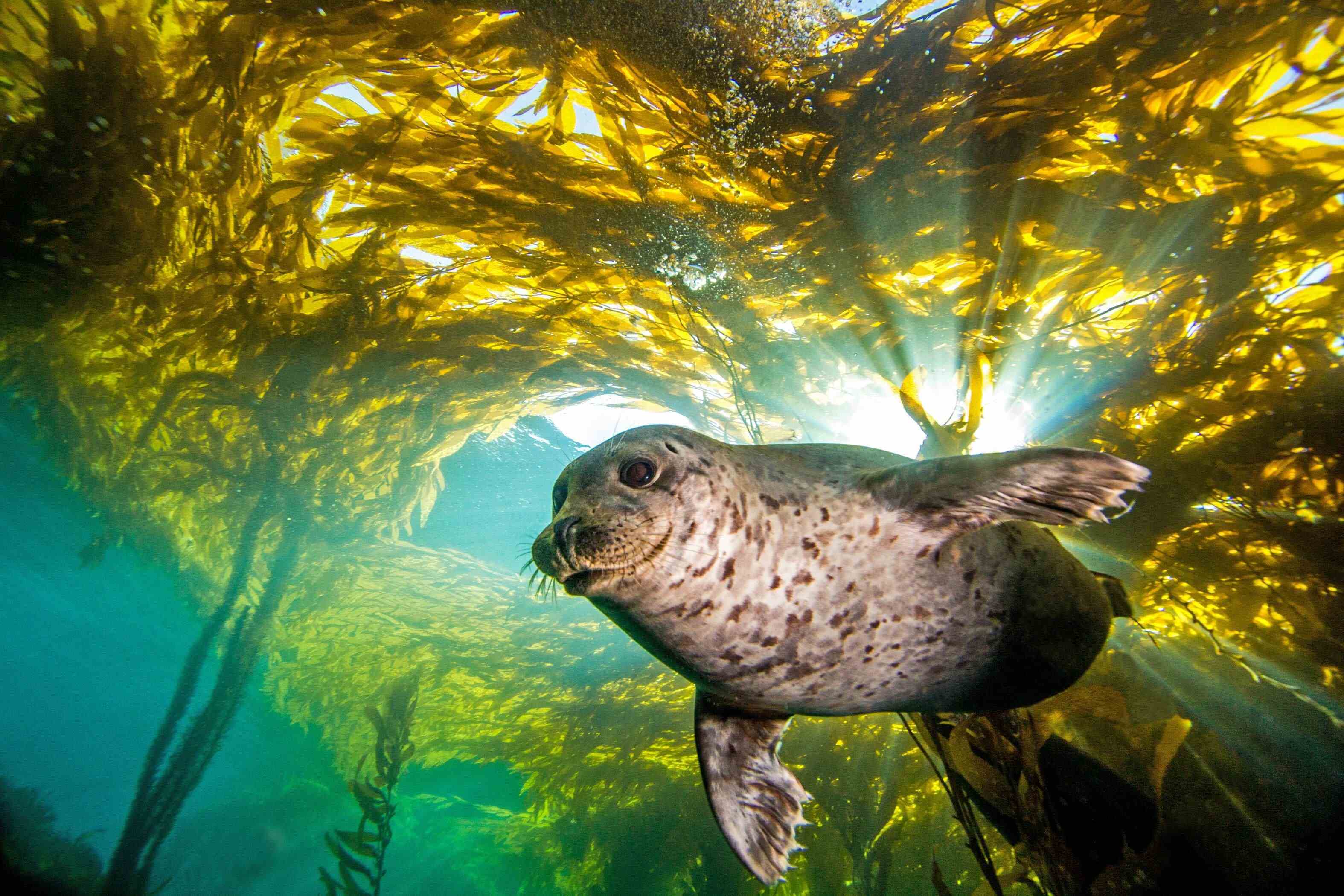 okyanusta yosun içinde yüzen bir deniz aslanının resmi