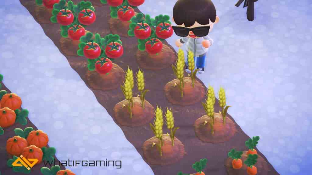 Animal Crossing: New Horizons'da buğday mahsulleri.