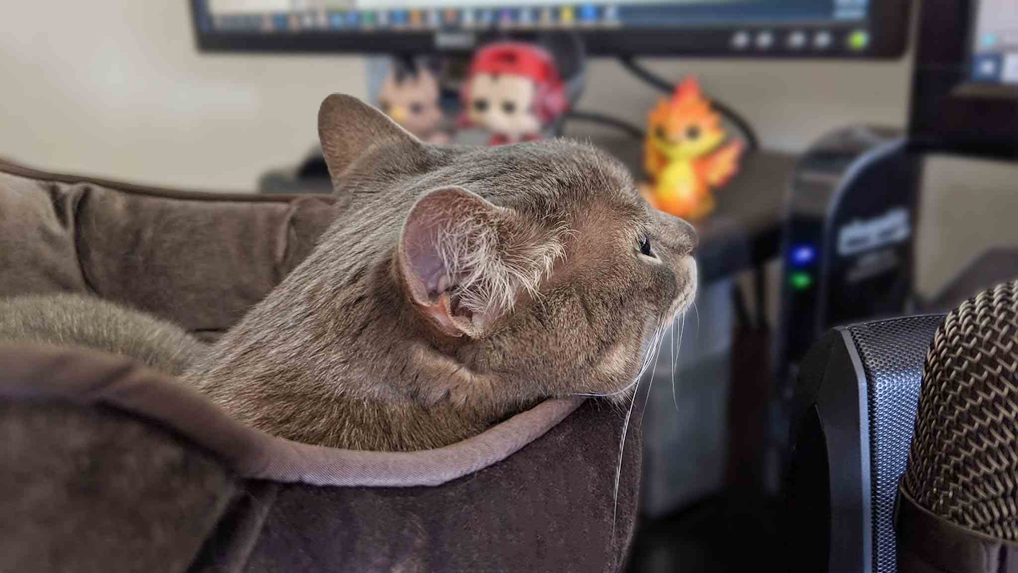 Bilgisayar masasındaki kedi yatağındaki kedi.