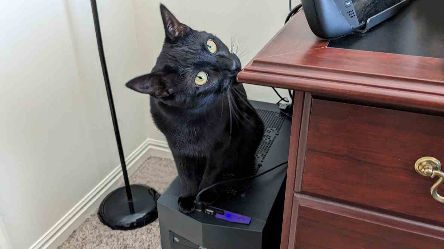 Bilgisayar kulesindeki kara kedi.