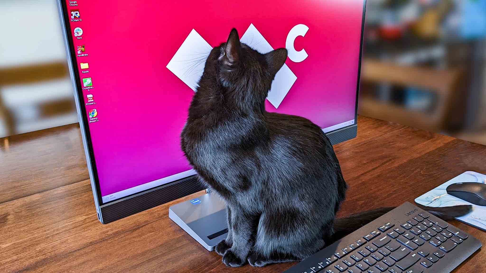 Bilgisayar monitörüne bakan kara kedi.
