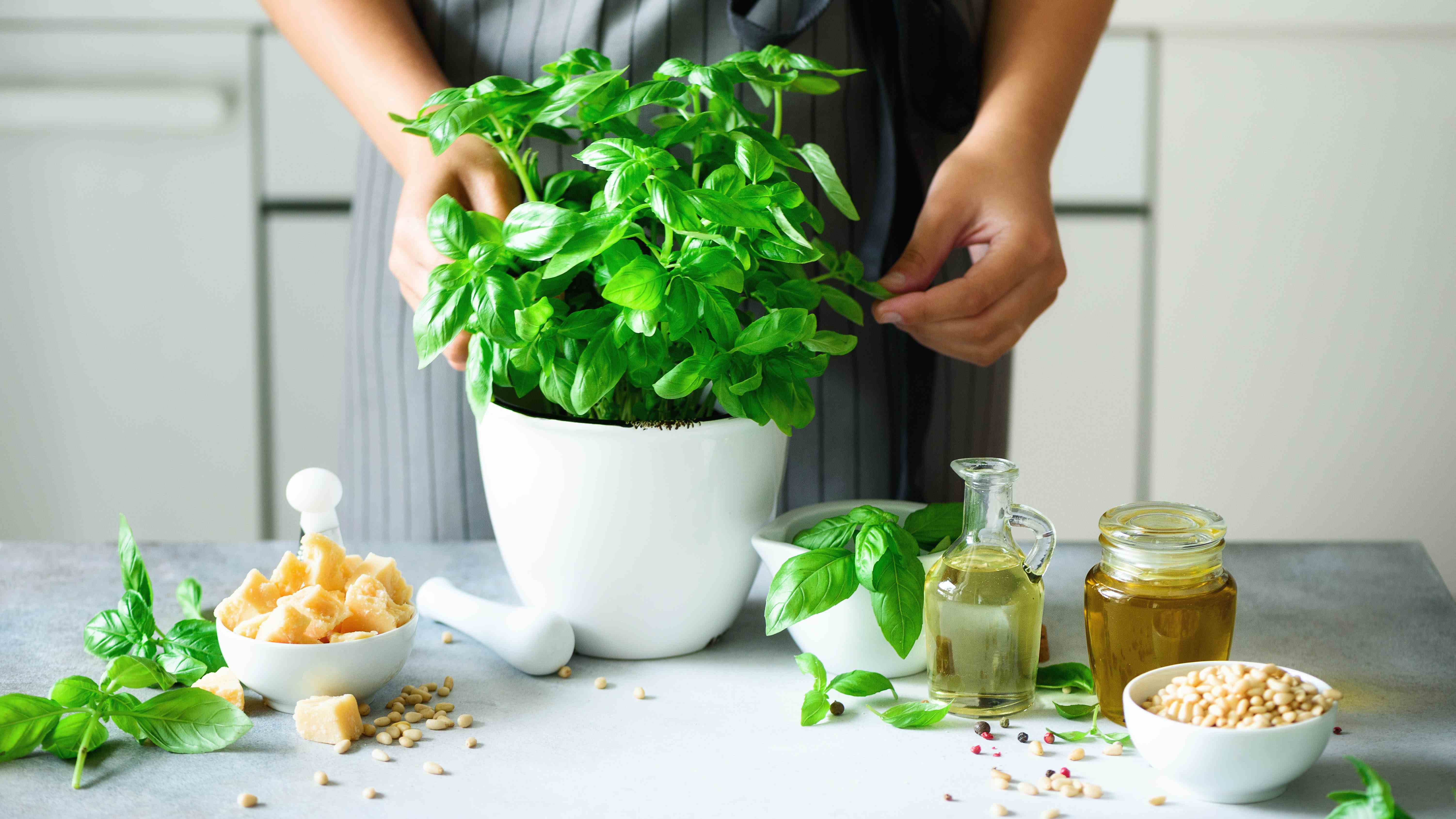 Pişirme malzemeleri ile çevrili bir masada bir fesleğen bitkisi