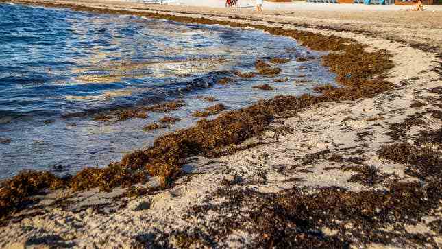 Sahilde sargassum fotoğrafı