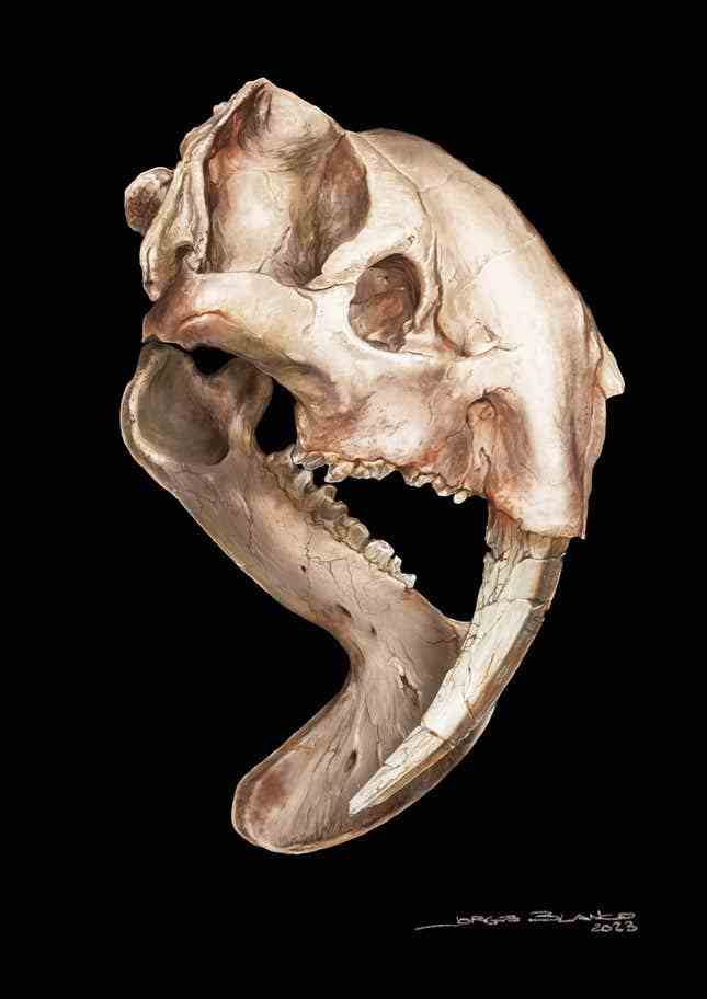 Thylacosmilus'un kafatasının bir çizimi.