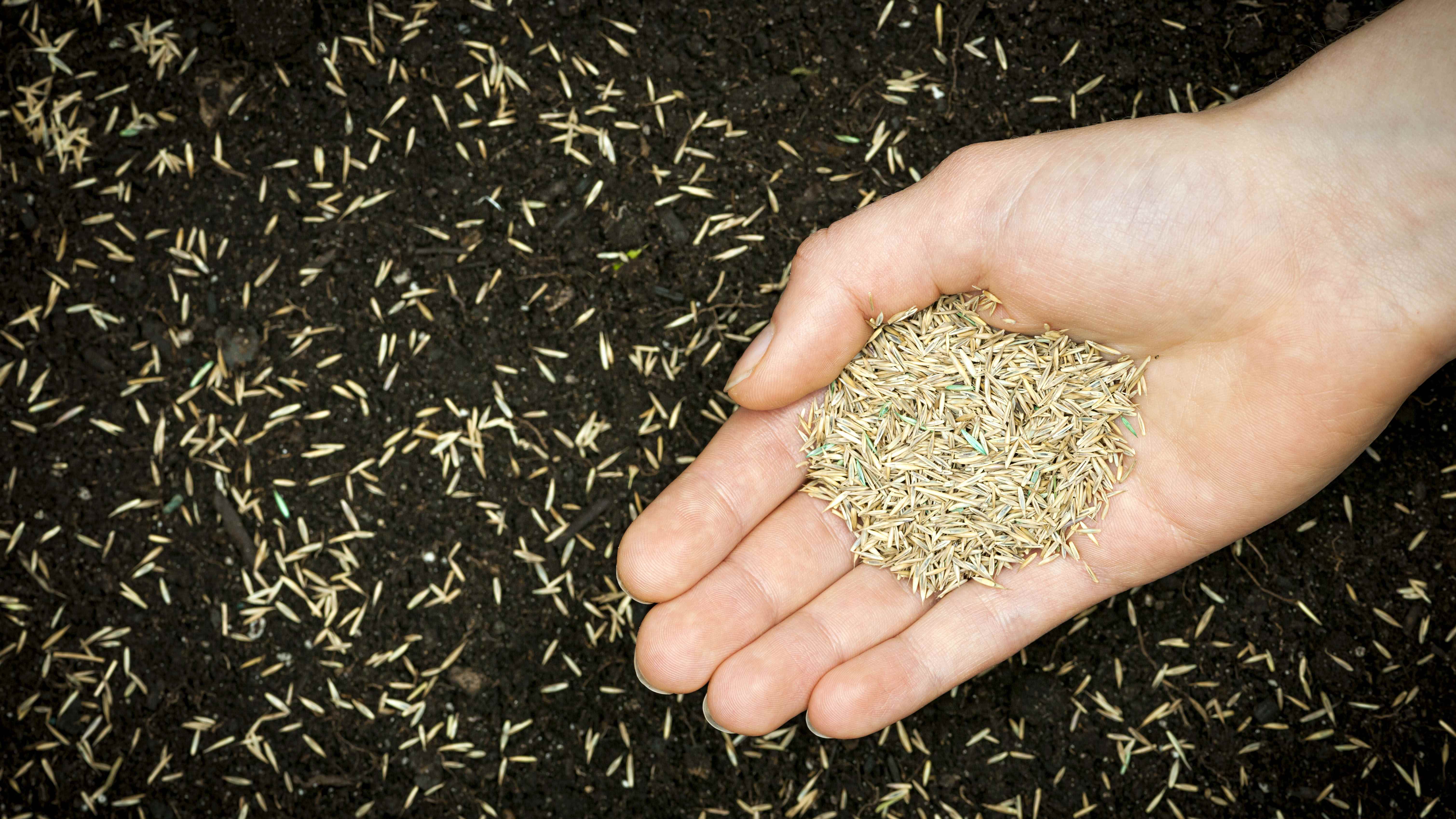 Çim tohumlarını toprağa saçan bir el