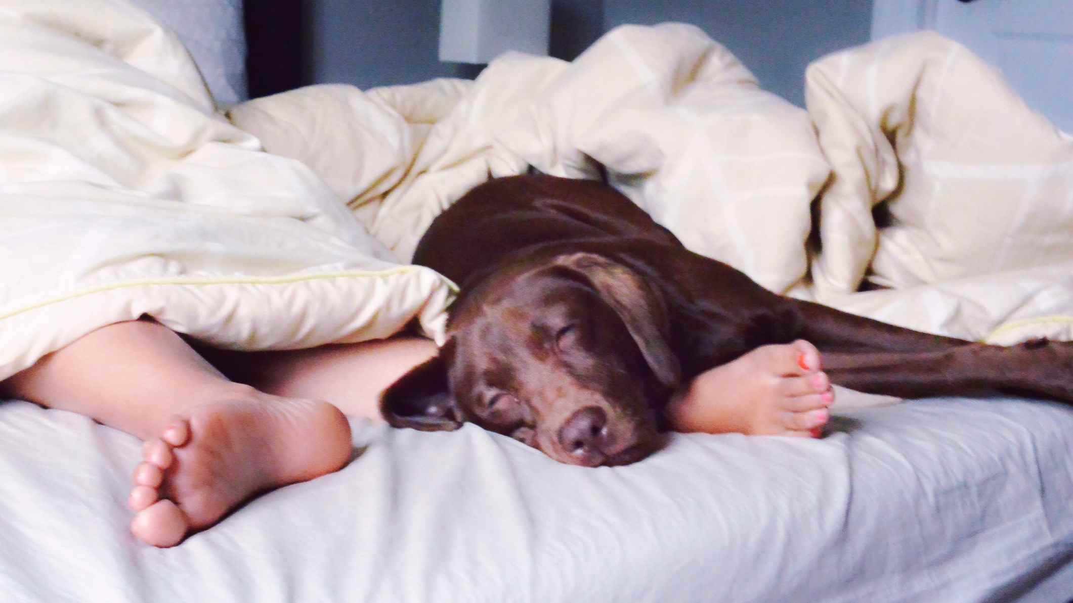 Beyaz bir şilte üzerinde uyuyan kahverengi bir labrador köpeği