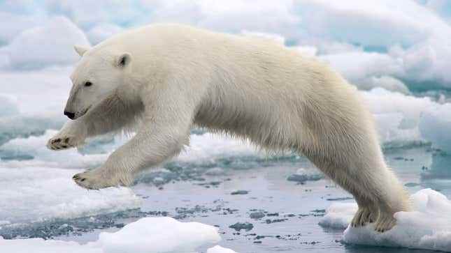 Yüzen buz parçaları arasında zıplayan bir kutup ayısı.