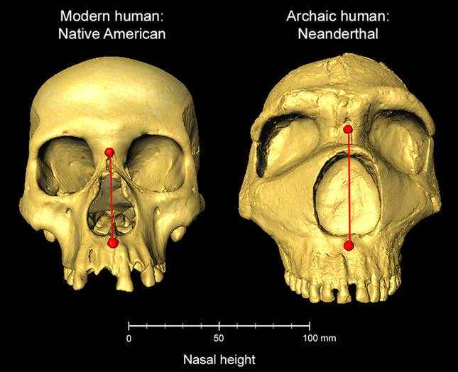 Modern bir insanın ve bir Neandertalin burun yüksekliklerinin ölçümleri.
