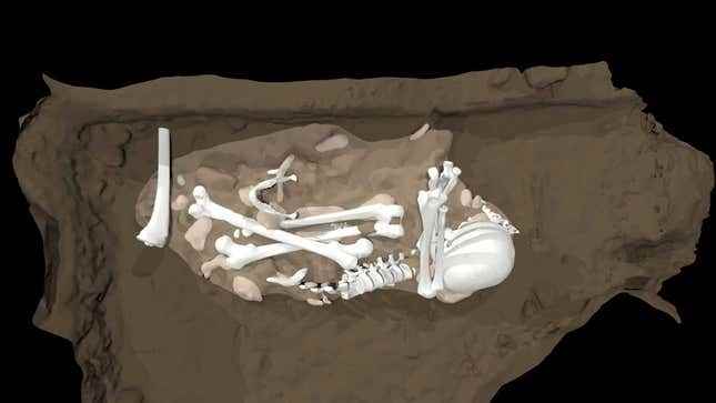 Bir sanatçının, mağaranın Dinaledi Odası'nda bulunan yetişkin bir Homo naledi'yi yeniden canlandırması.