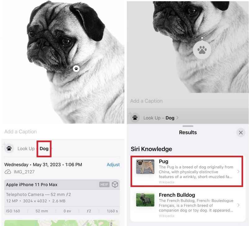 Görsel Arama, şu anda size fotoğrafını çektiğiniz bir köpeğin cinsini söyleyebilir - iOS 17'deki Fotoğraflar uygulaması, çamaşırhane etiketlerindeki ve otomobil panolarındaki sembollerin şifresini çözecek