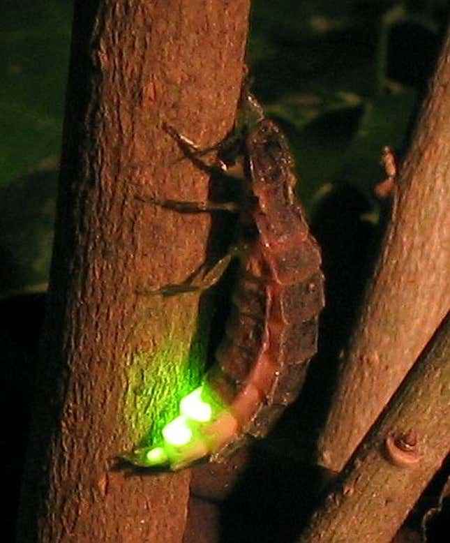 Parlayan yeşil bir karnı olan dişi bir ateş böceği.