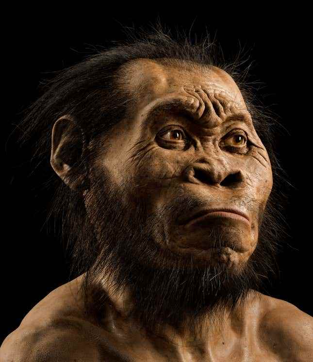 Paleoartist John Gurche tarafından Homo naledi'nin yeniden inşası.