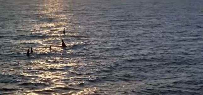 Orca 1977'de Katil Balinaların Bugün Neden Bu Kadar Öfkeli Olduğunu Açıkladı başlıklı makale için resim