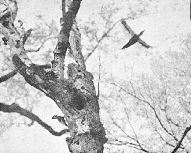 1935'te uçmakta olan fildişi gagalı bir ağaçkakan.